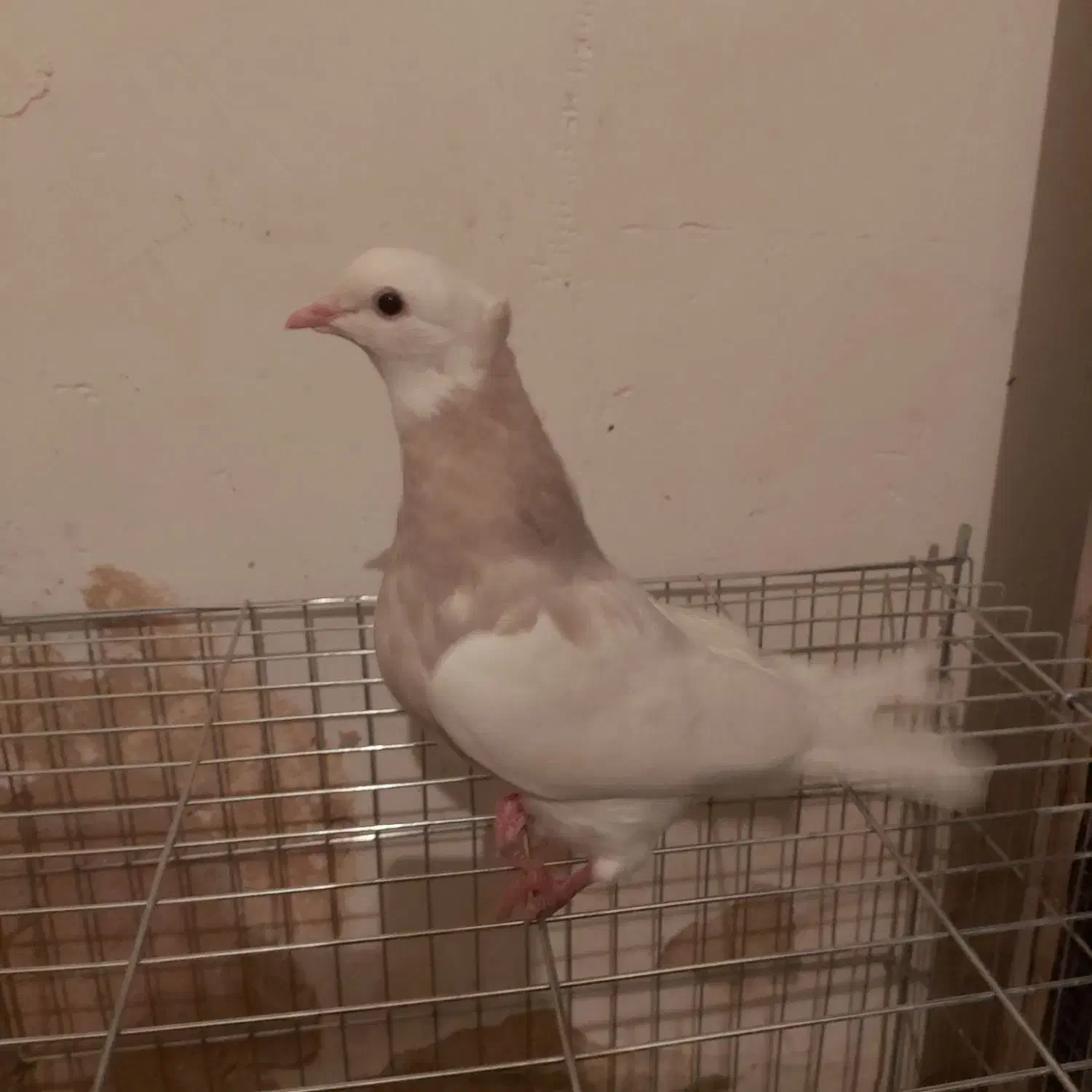 کبوتر|پرنده|کنگاور, |دیوار