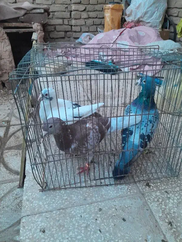 پرشی|پرنده|سبزوار, ایزی شهر|دیوار