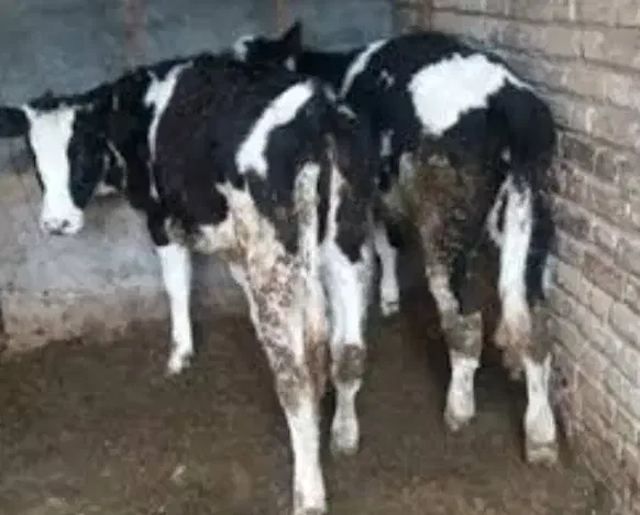 خرید و فروش گاو گوساله گوسفند گاومیش|حیوانات مزرعه|هیر, |دیوار