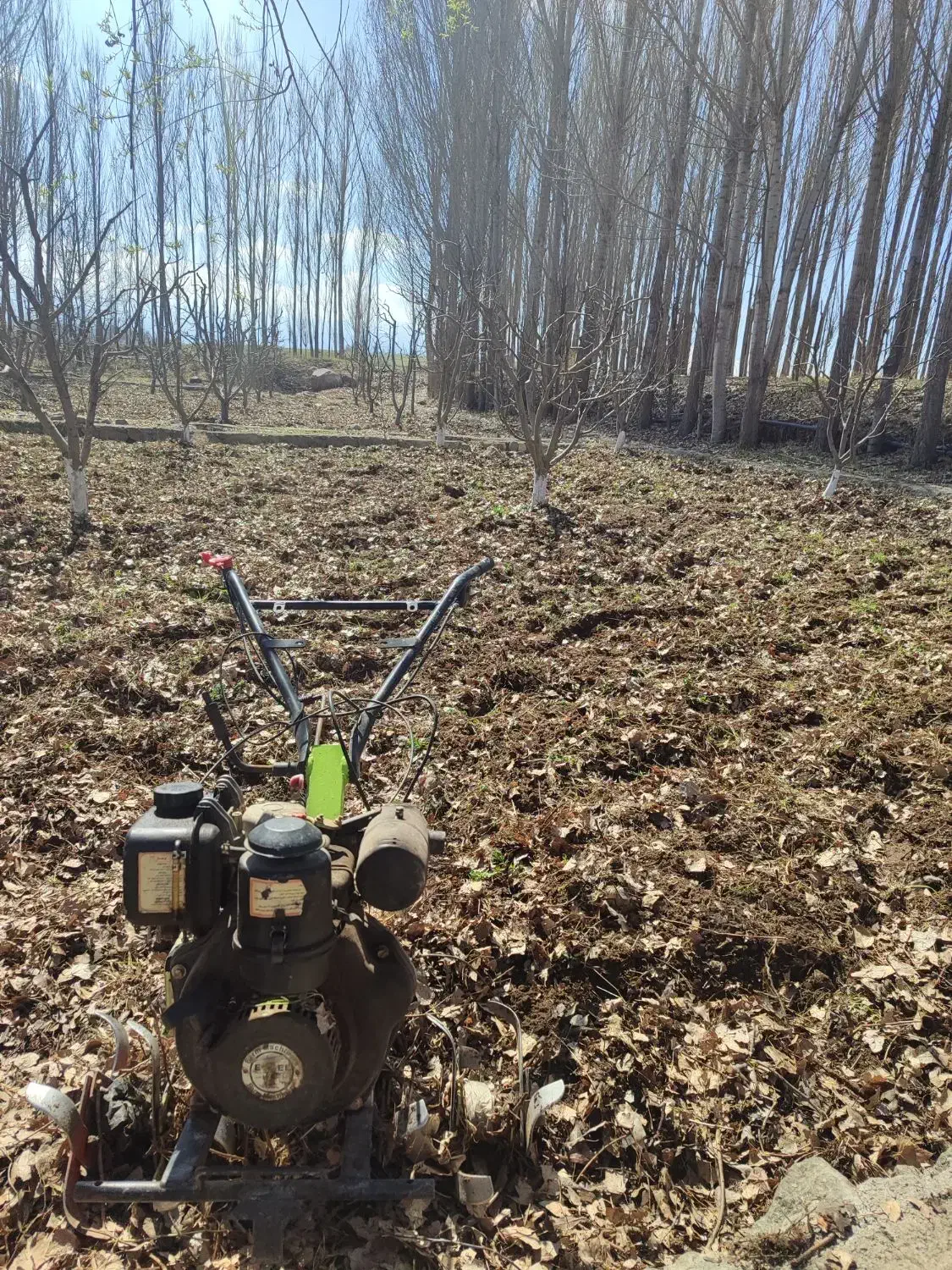 هرس وشخم پای درختان توسط دانشجوباغبانی|خدمات باغبانی و درختکاری|مشگین شهر, |دیوار