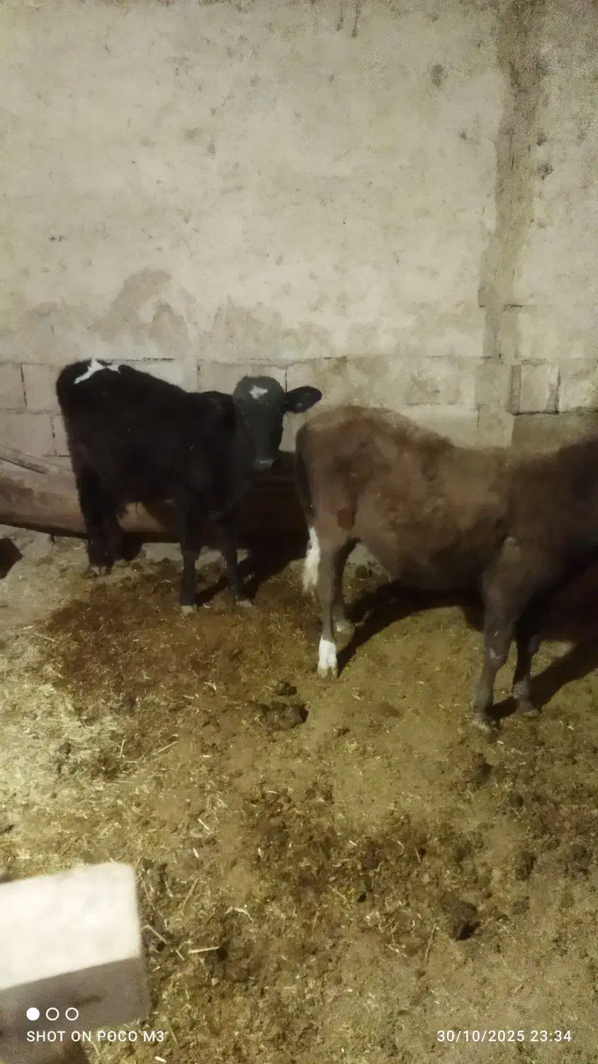 گاو  گوساله نر هر دو|حیوانات مزرعه|زمکان, |دیوار