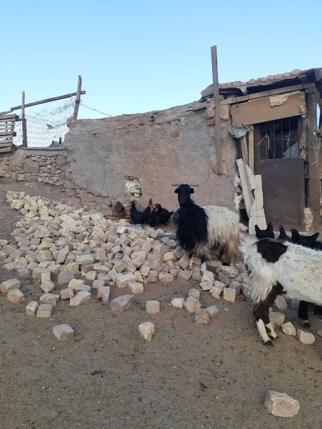 بزآبستن|حیوانات مزرعه|قم, بوستان جوان|دیوار
