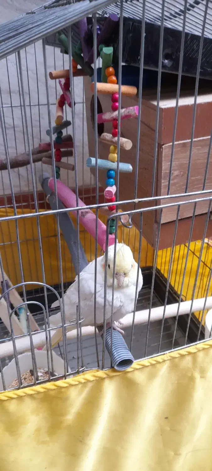 عروس هلندی|پرنده|رباط‌کریم, رباط‌کریم|دیوار