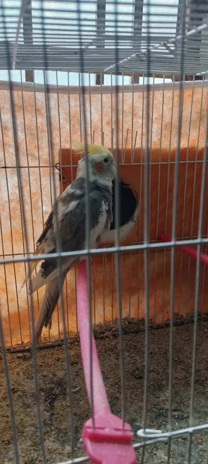 جفت عروس هلندی|پرنده|تربت جام, معدآباد|دیوار