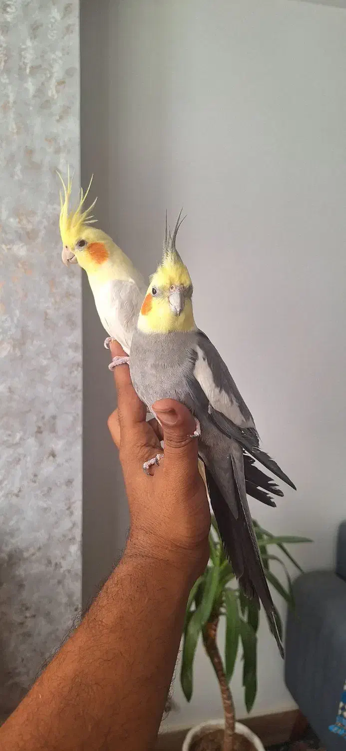 جفت عروس هلندی|پرنده|بجنورد, |دیوار