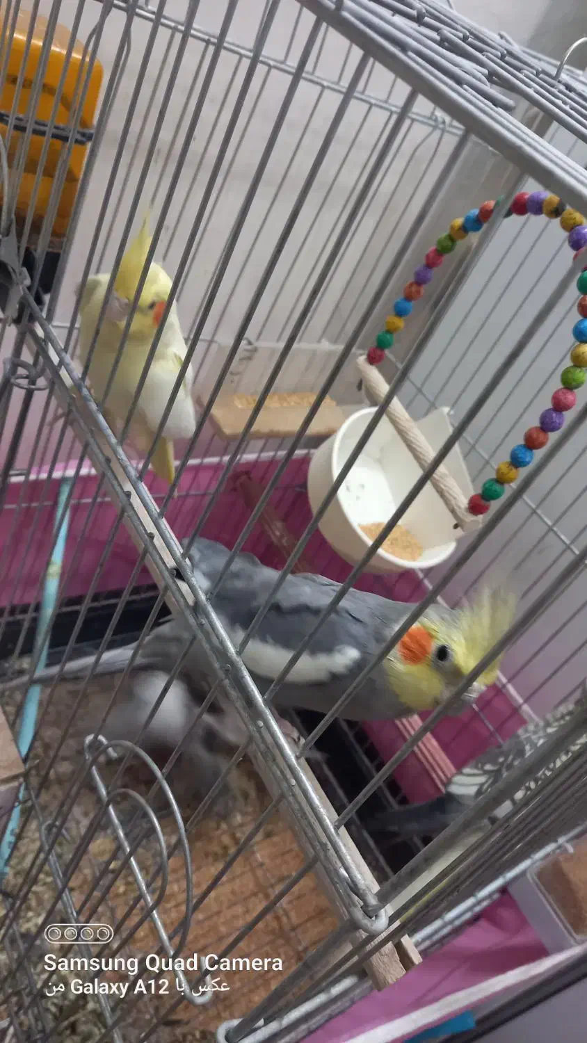 عروس هلندی و مرغ عشق|پرنده|مشهد, ایثار|دیوار