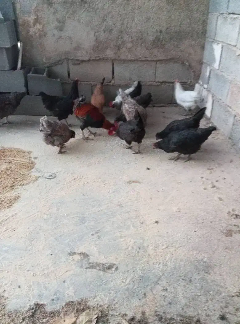 ده عدد مرغ بومی|حیوانات مزرعه|رودشت (چهارمحال و بختیاری), |دیوار