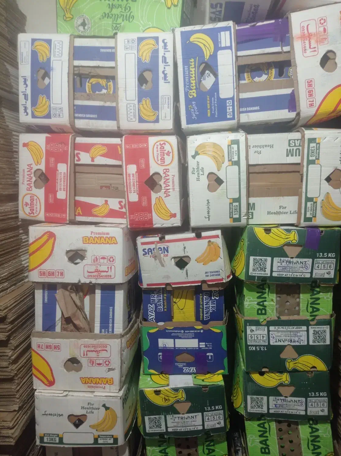 کارتن موزی در حد نوع|عمدهفروشی|پرند, فاز ۶|دیوار