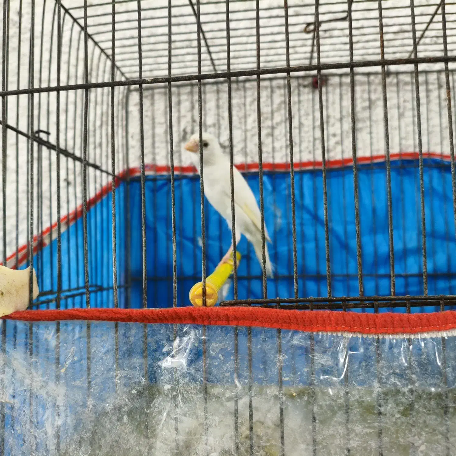 قناری ماده سفید|پرنده|مرودشت, بیست متری بیمارستان|دیوار