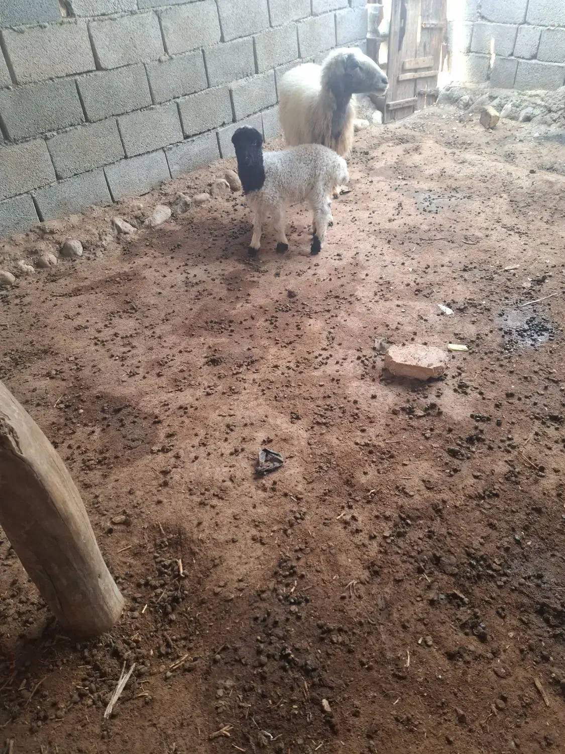 میش وبره نر|حیوانات مزرعه|تخت, |دیوار