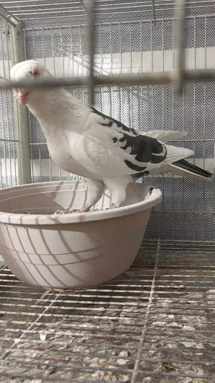 کبوتر زینتی تزئینی قره سوری سفید|پرنده|اصفهان, سرشبادران|دیوار