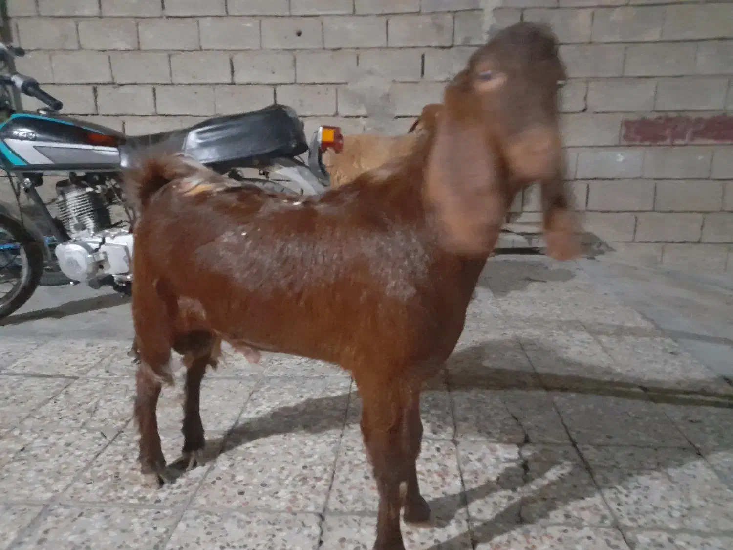 بز نر|حیوانات مزرعه|بندر ماهشهر, |دیوار