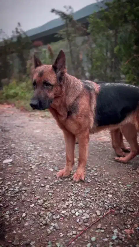 ژرمن آموزش دیده|سگ|تبریز, |دیوار