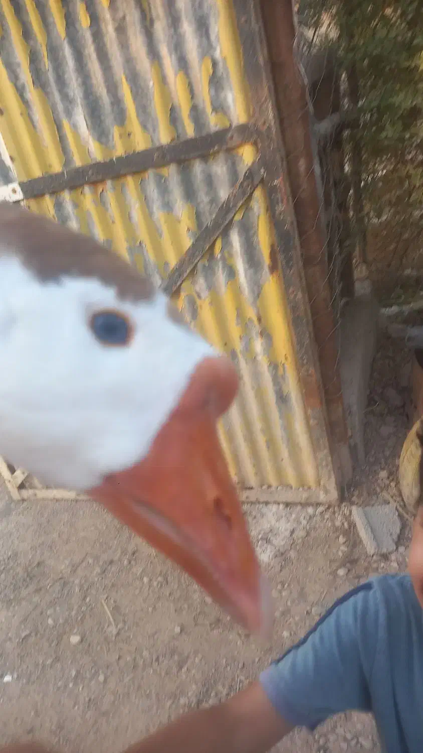 غاز دورگه|حیوانات مزرعه|آبادان, |دیوار