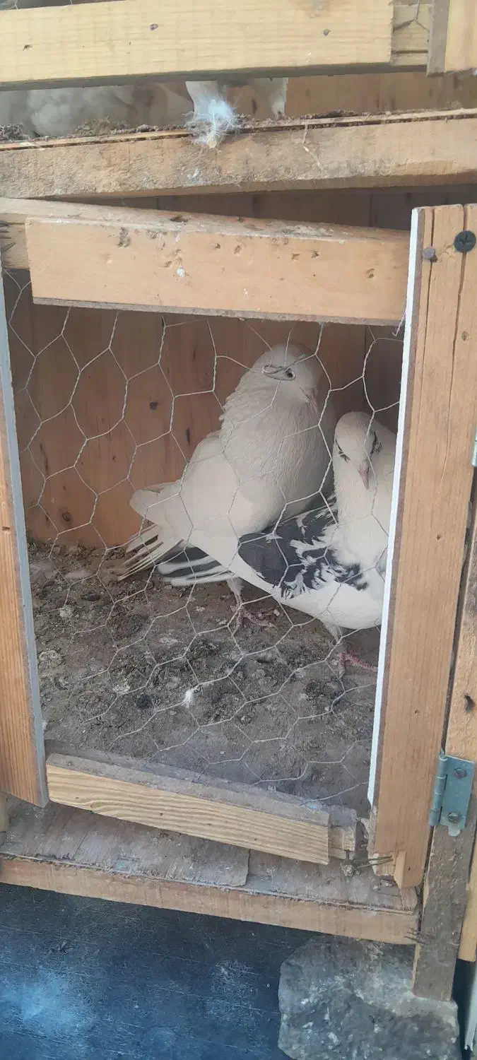 کفتر پرشی|پرنده|شهریار, اسد‌آباد|دیوار