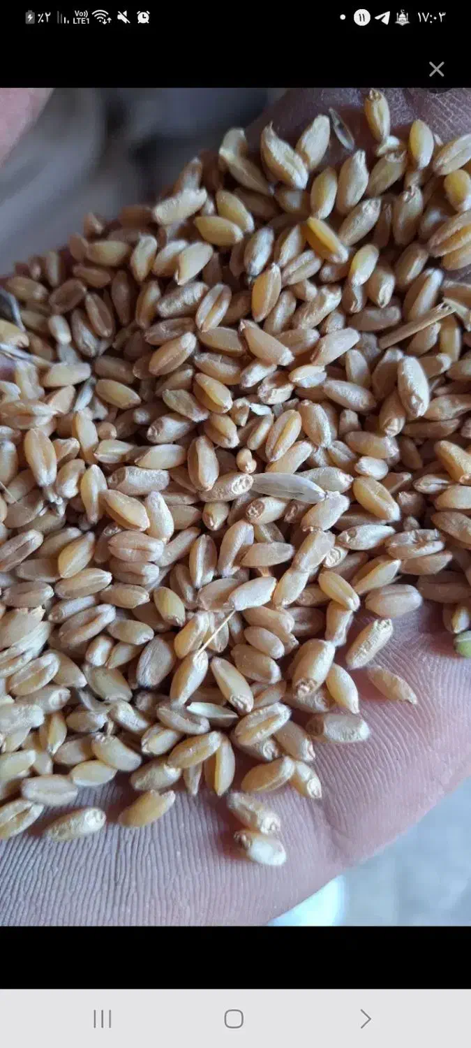 گندم فروشی|گل و گیاه طبیعی|دهلران, |دیوار