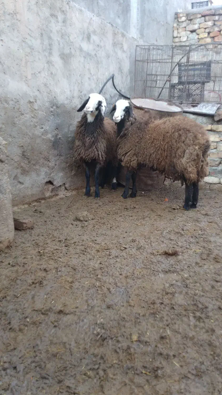 بره ماده شالی|حیوانات مزرعه|بوئین زهرا, |دیوار