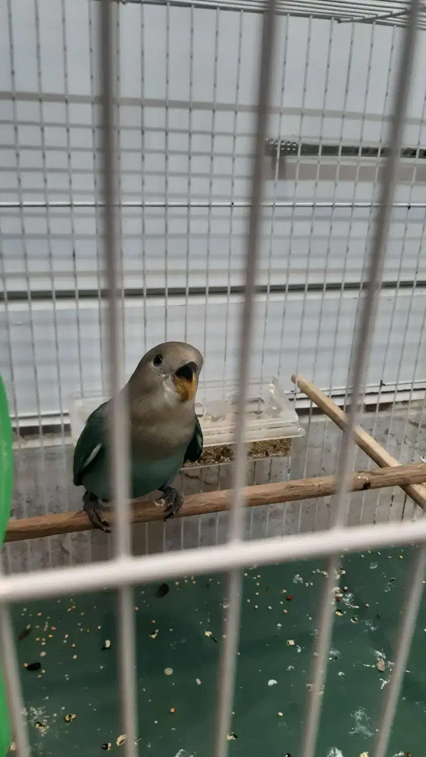 طوطی کوتوله|پرنده|نیشابور, شریعتی|دیوار