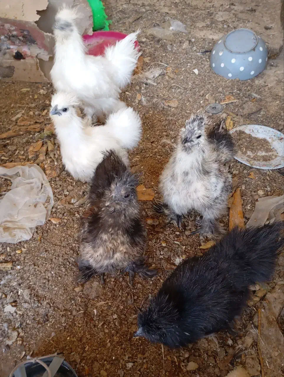 جوجه ابریشمی|حیوانات مزرعه|مشهد, کارمندان دوم|دیوار