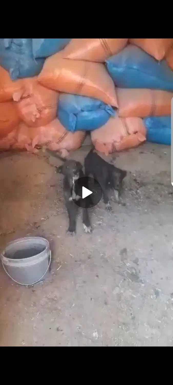 توله سگ|سگ|ارژن, |دیوار