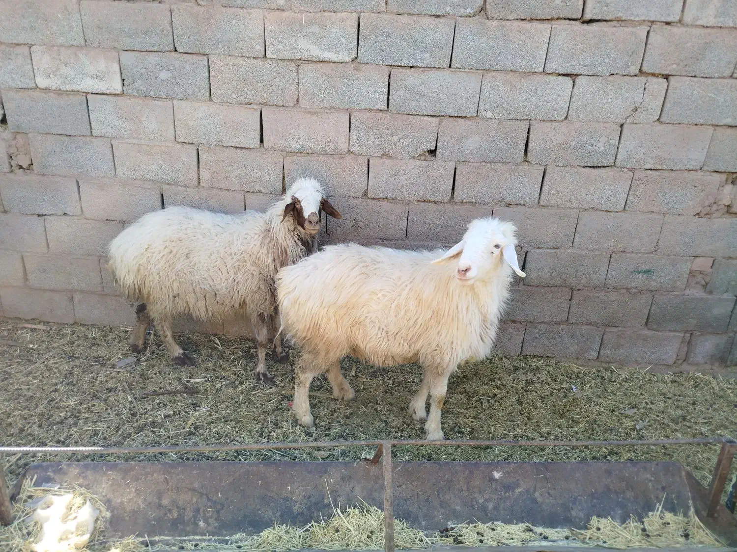 میش کاور چاق تبری|حیوانات مزرعه|کرمان, |دیوار