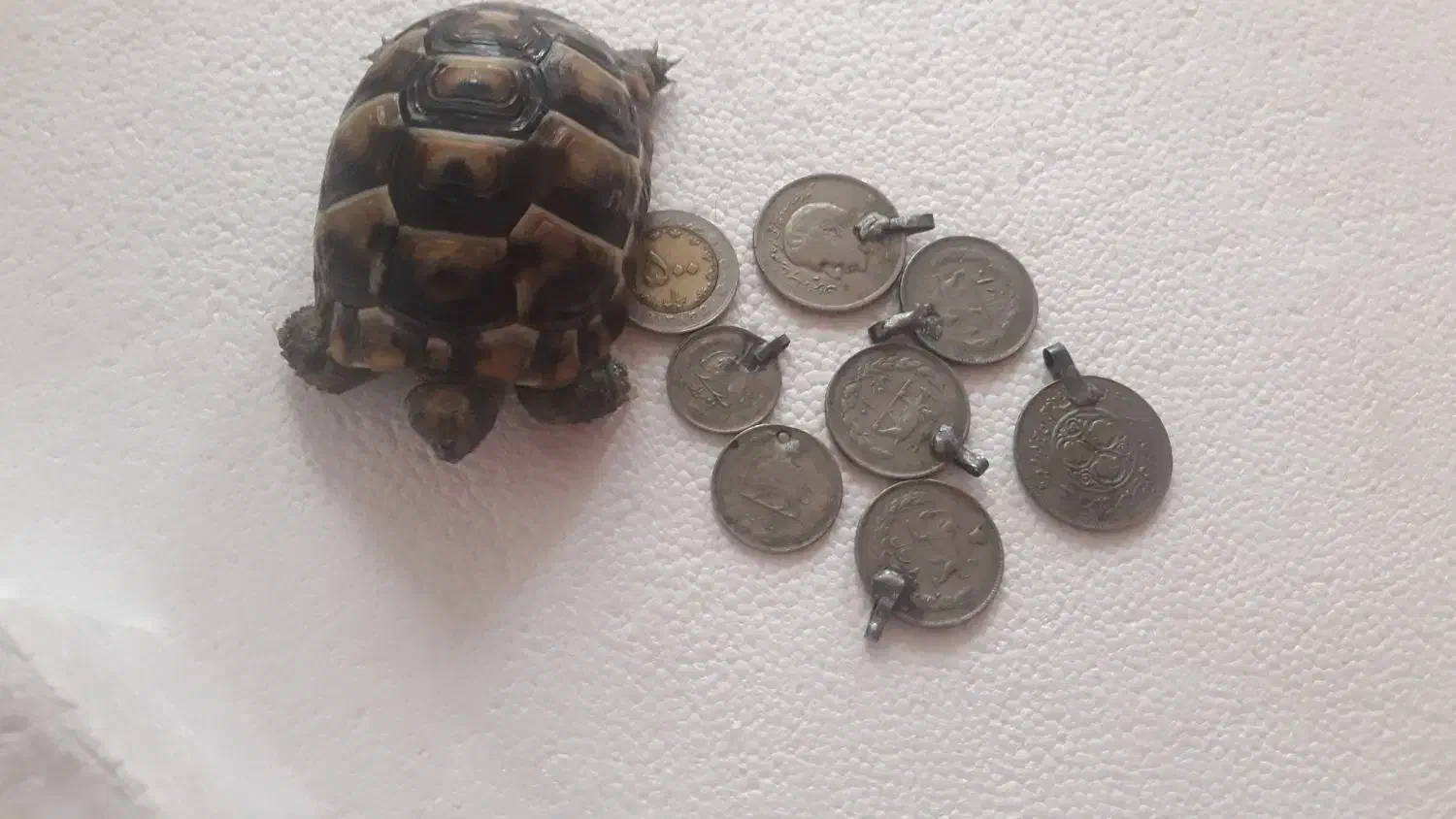 سکه ی پهلوی|کلکسیون سکه، تمبر، اسکناس|محمدیه-قزوین, |دیوار