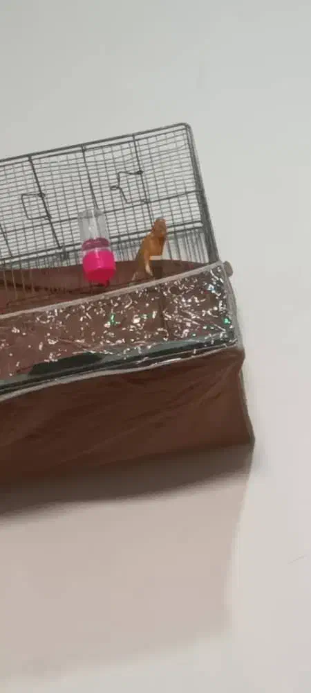 قناری بترکون معاوضه باهرچی|پرنده|کرمان, |دیوار