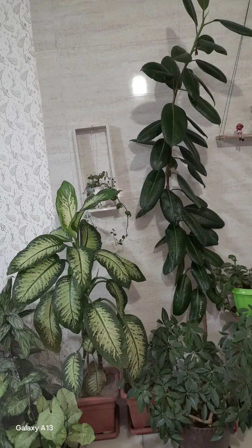 گل،|گل و گیاه طبیعی|سنندج, |دیوار