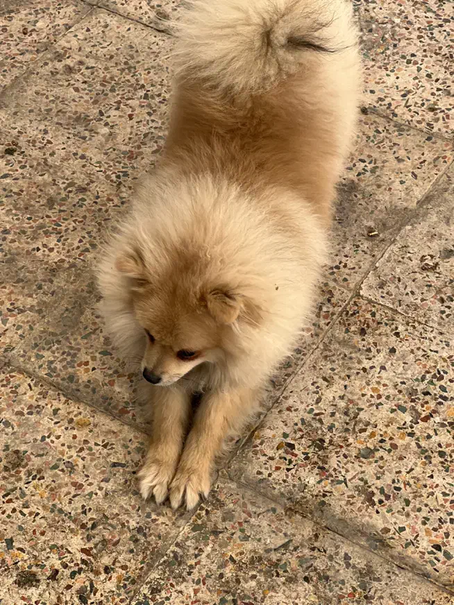 سگ پامرانین نر ۷ ماهه تربیت شده کامل|سگ|پرند, فاز ۲|دیوار