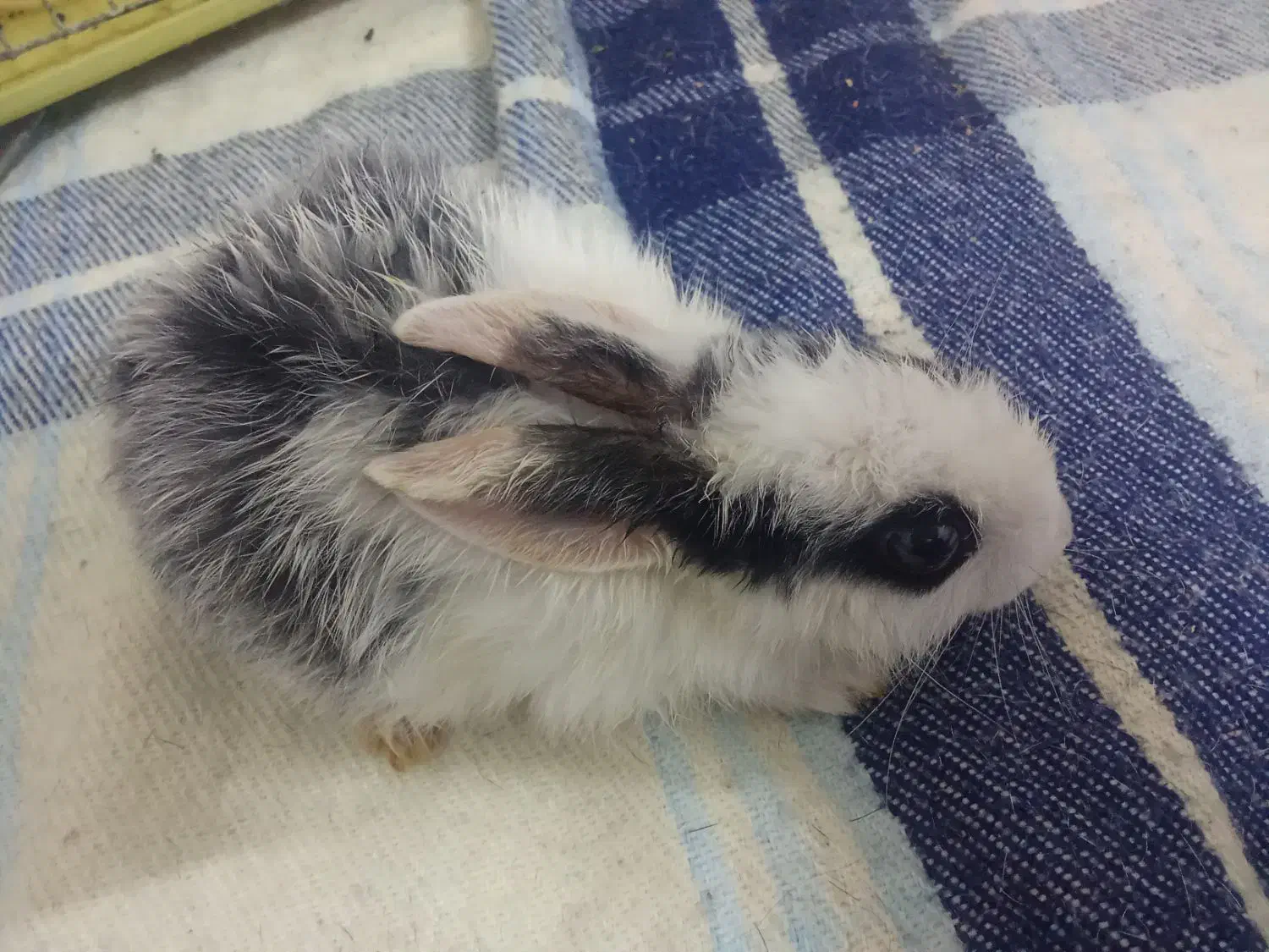 خرگوش|موش و خرگوش|ماهان, |دیوار