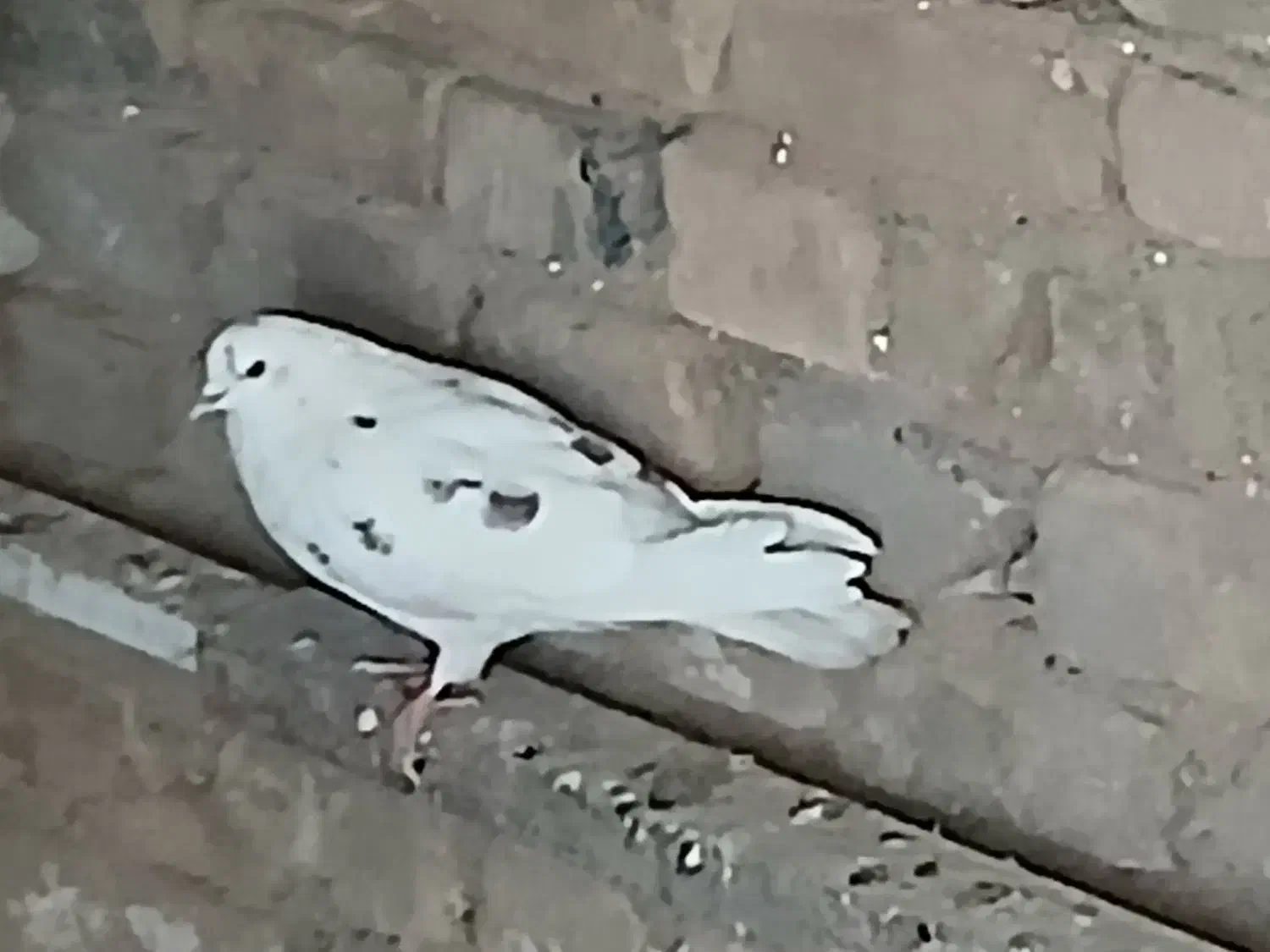 کفتر خوب|پرنده|قم, آزادگان|دیوار