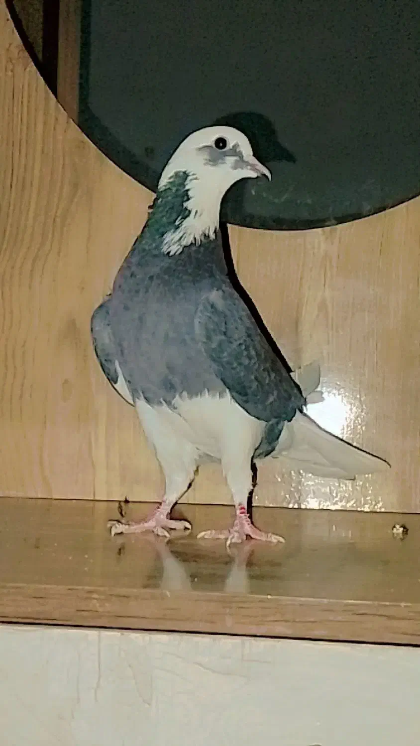 شازده کاشانی پرشی|پرنده|جیرفت, |دیوار