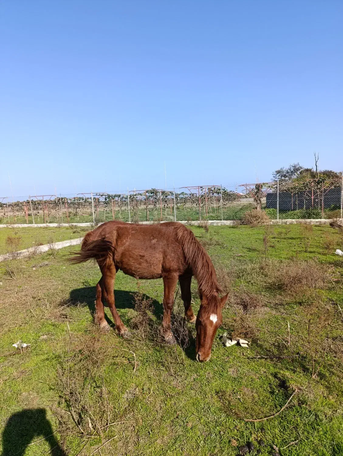 اسب|اسب و تجهیزات اسبسواری|اسالم, |دیوار