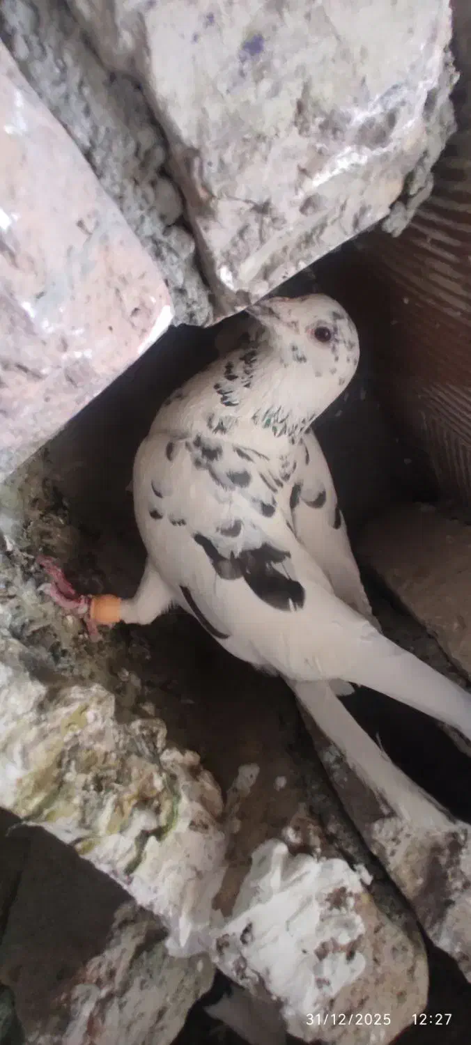 گمشده کسی گرفت خریدارم|حیوانات|ایرانشهر, |دیوار