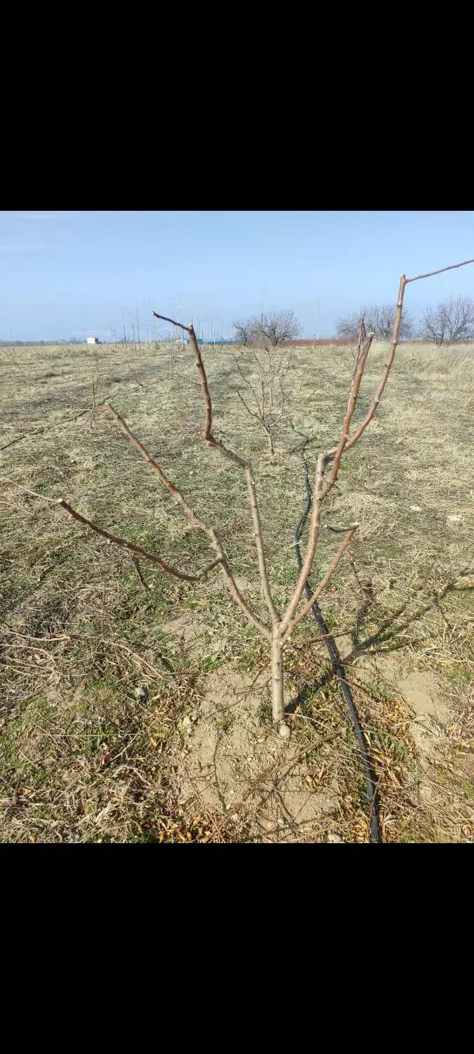 هرس وشخم توسط مهندس باغبانی|خدمات باغبانی و درختکاری|مشگین شهر, |دیوار