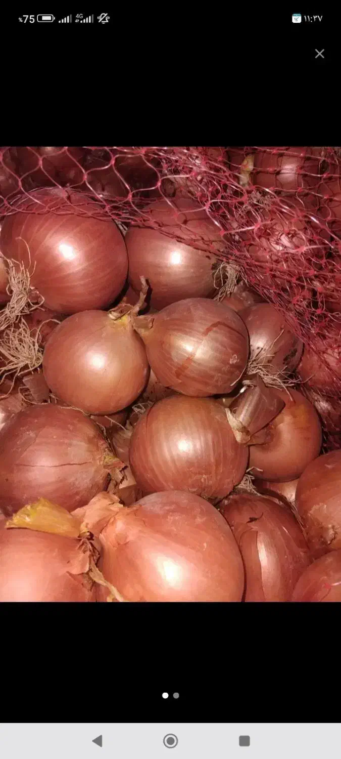 پیاز|خوردنی و آشامیدنی|روانسر, |دیوار