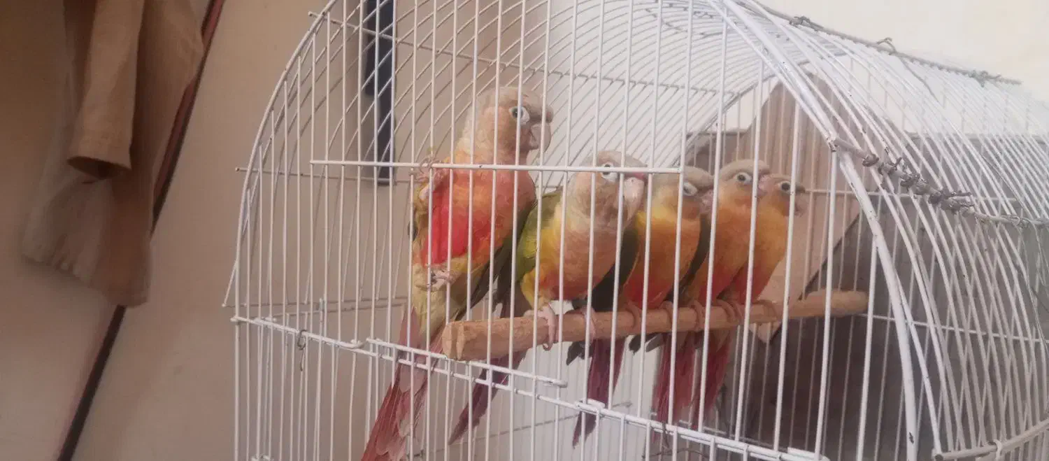 گرینچک برزیلی مینا عروس هلندی|پرنده|تربت جام, میان جام|دیوار