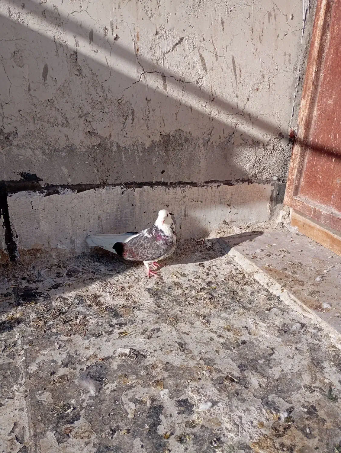 غریب گیری|پرنده|باغستان, |دیوار