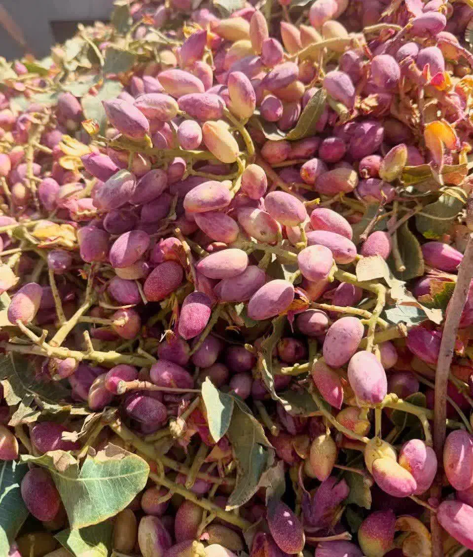 فروش پوست پسته ،کربن پسته|عمدهفروشی|مه ولات, |دیوار