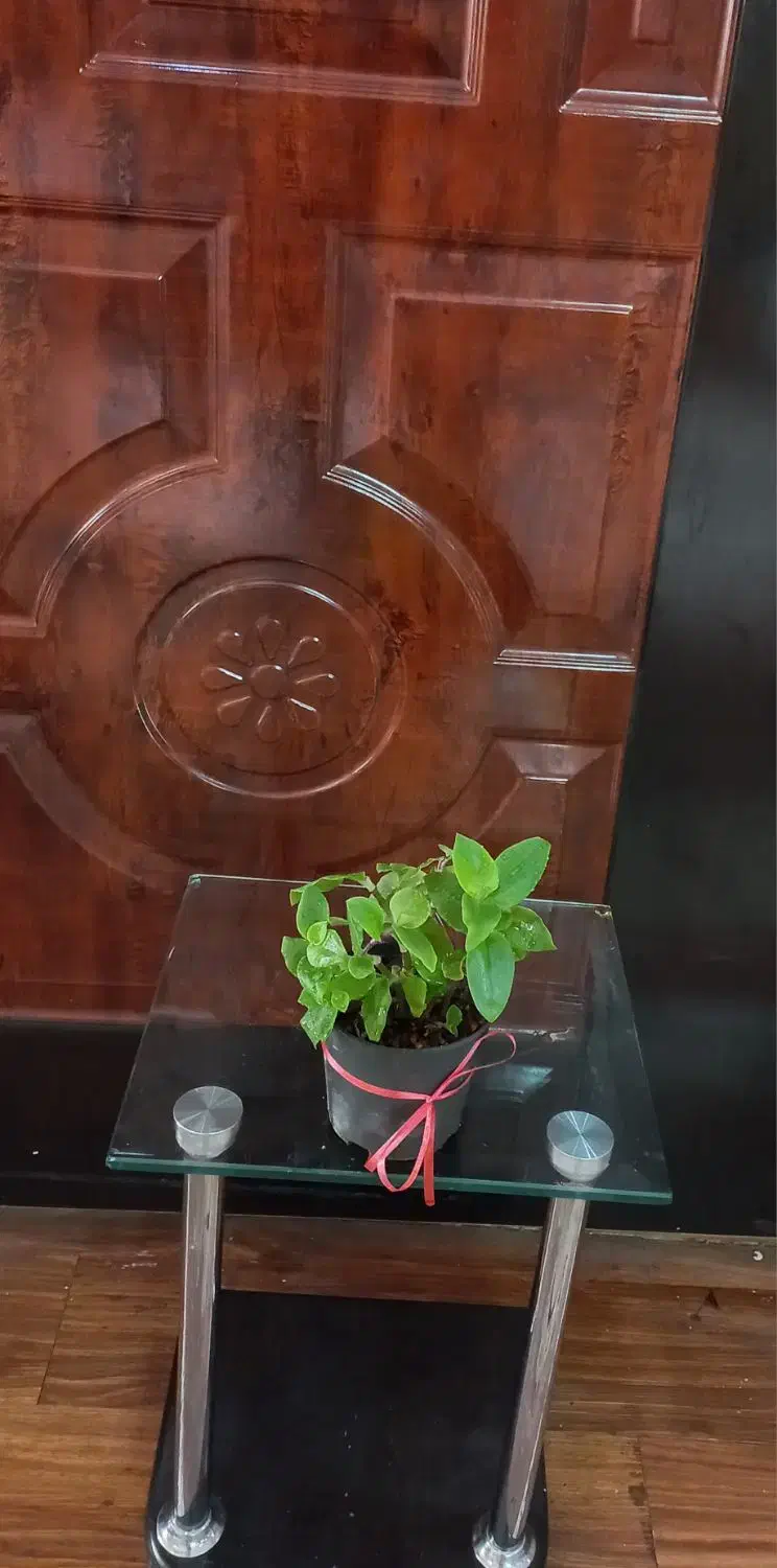 قلمه جوان و شاداب گل طبیعی|گل و گیاه طبیعی|اصفهان, طامه|دیوار