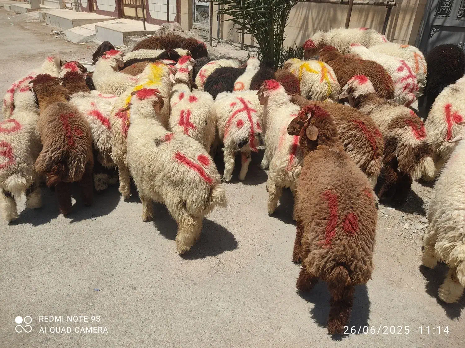 گوسفندوبره عربی چاق چاق((همراه باقصاب رایگان))|حیوانات مزرعه|اهواز, پادادشهر|دیوار