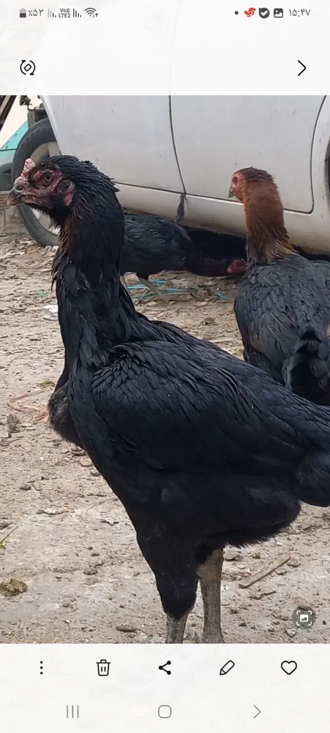 مرغ لاری|حیوانات مزرعه|ری, دولتآباد|دیوار