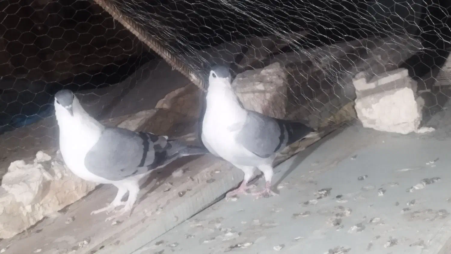 نروماده کرمانی|پرنده|زابل, |دیوار