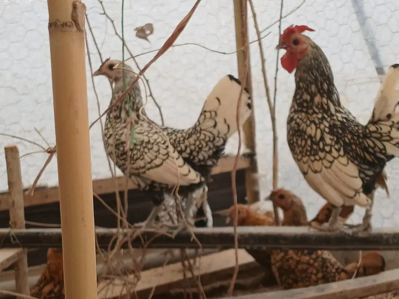 تخم نطفه دار و جوجه ۲۵روزه مرغ و خروس سبرایت|حیوانات مزرعه|الیگودرز, |دیوار