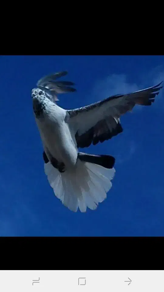 کبوتر|پرنده|آران و بیدگل, |دیوار