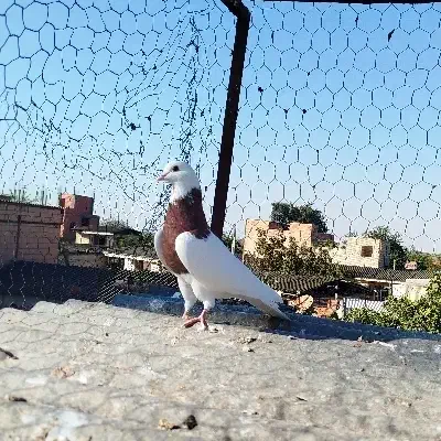 کبوتر طوقی 6تا باهم پاک معاوضه مرغ خروس بزغاله|حیوانات مزرعه|گنبد کاووس, |دیوار
