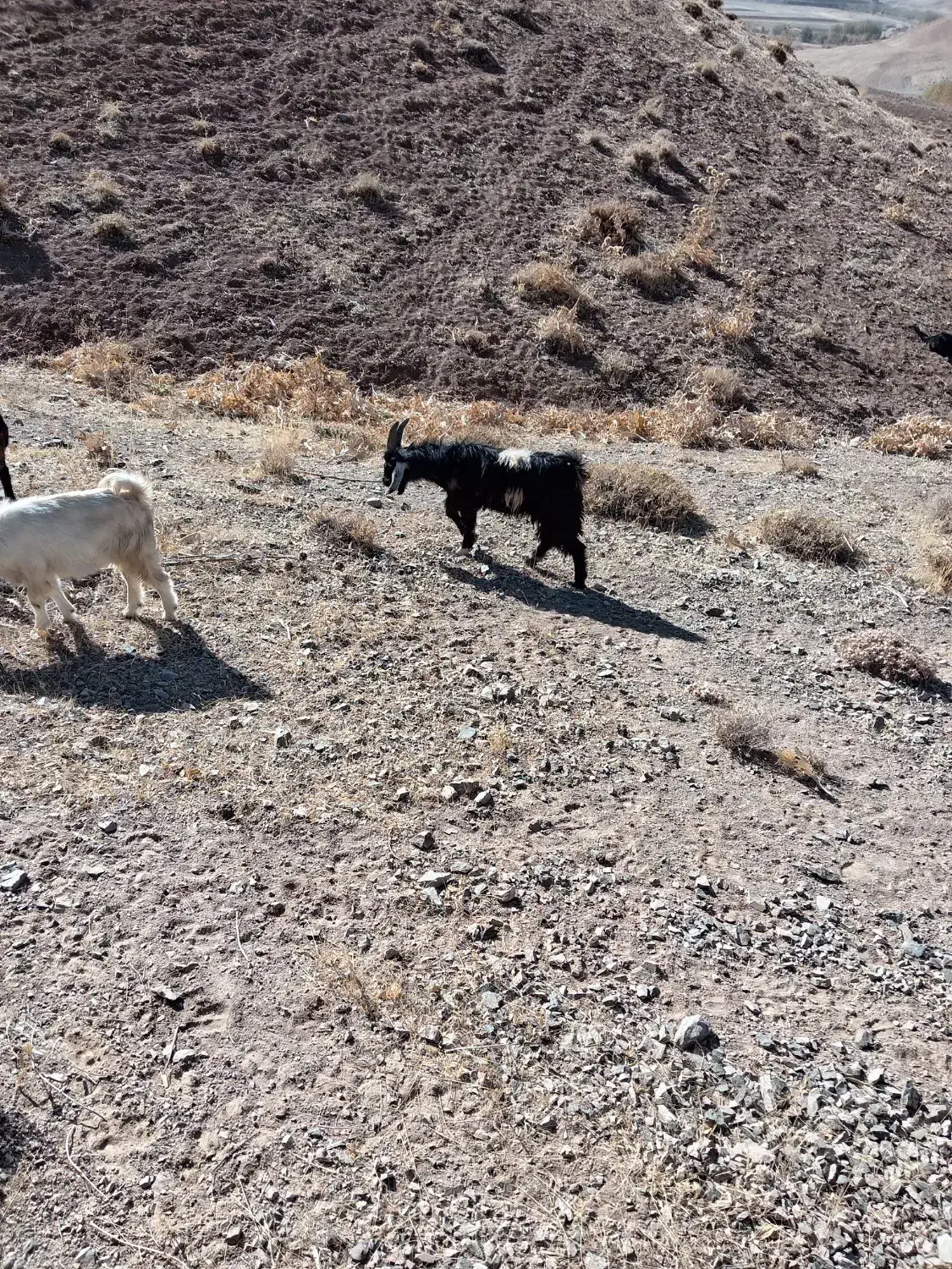 یک راس بره نر ویک راس بزغاله نر|حیوانات مزرعه|چادگان, |دیوار