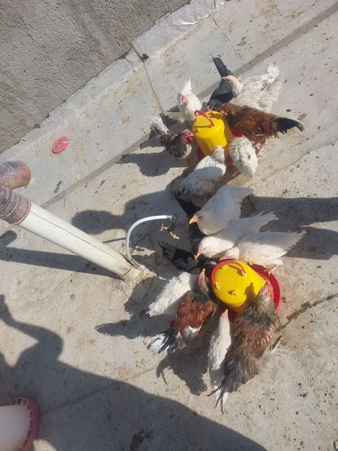 فروش سه خروس گلین|حیوانات مزرعه|شهرضا, |دیوار