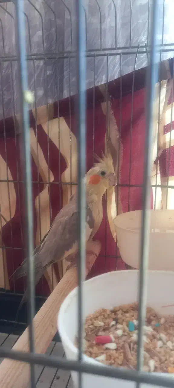 عروس هلندی|پرنده|کرج, شاهین‌ویلا|دیوار