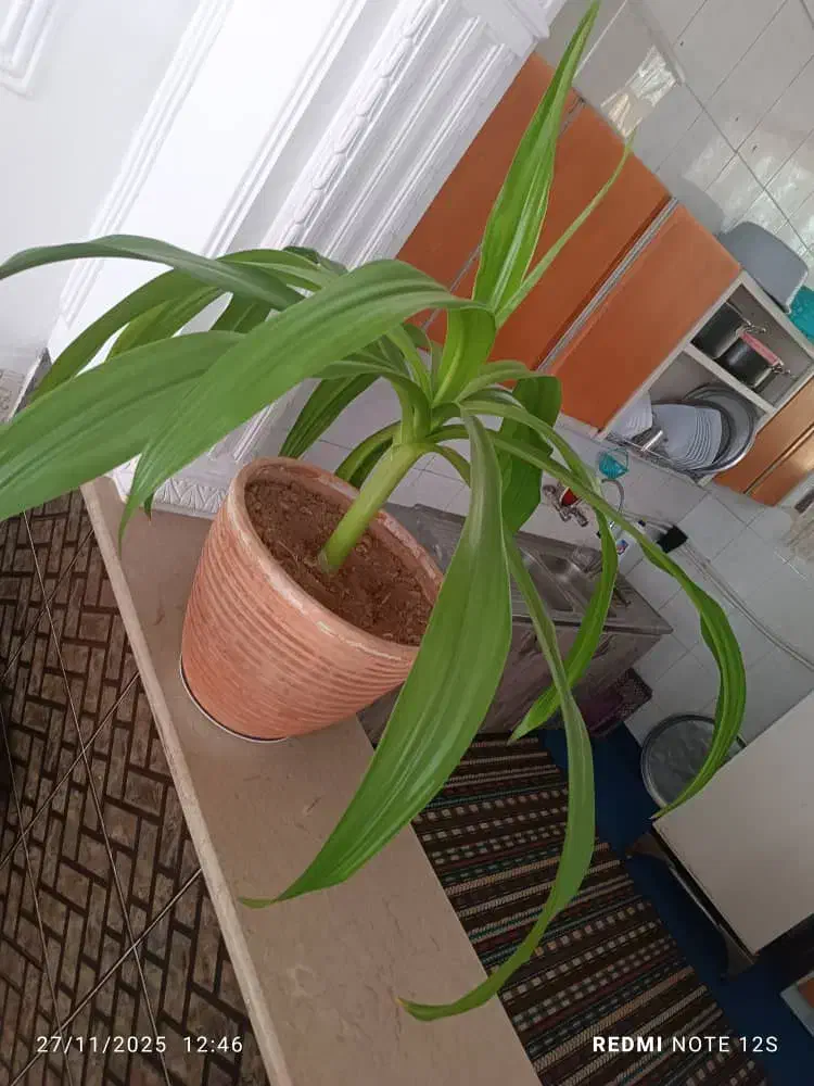 گل زرتی بفروش میرسد|گل و گیاه طبیعی|شیراز, محراب|دیوار